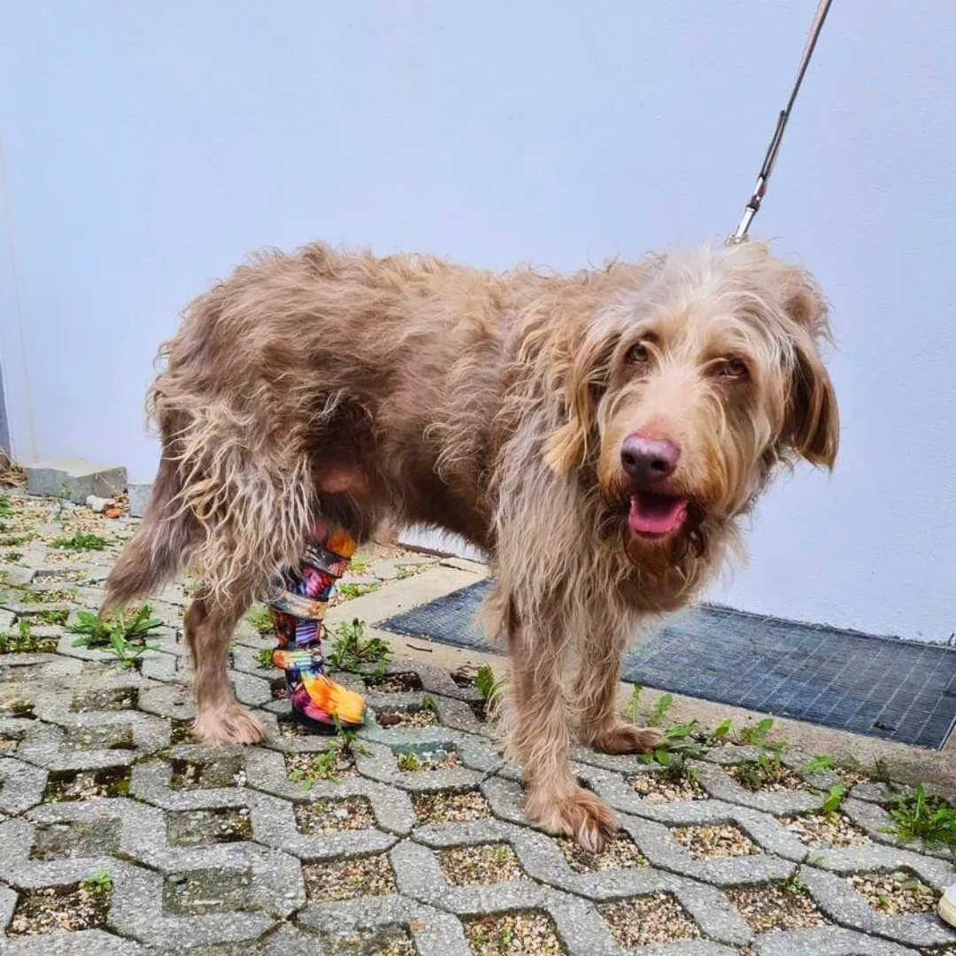 Hund vor einem Gebäude mit Leine der eine bunte Orthese trägt